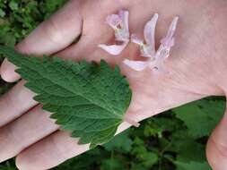 Image of Lamium album subsp. barbatum (Siebold & Zucc.) Mennema