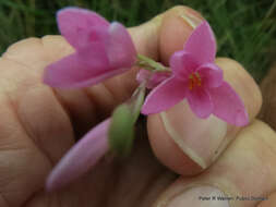 Plancia ëd Hesperantha baurii subsp. baurii