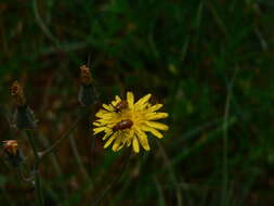 Image of Exosoma lusitanicum (Linnaeus 1767)