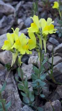 Image of Linaria tonzigii Lona