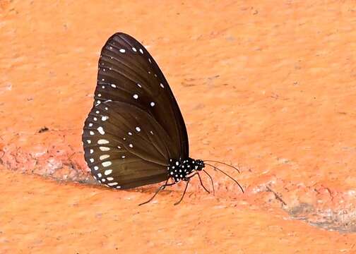 Слика од <i>Euploea core godartii</i>