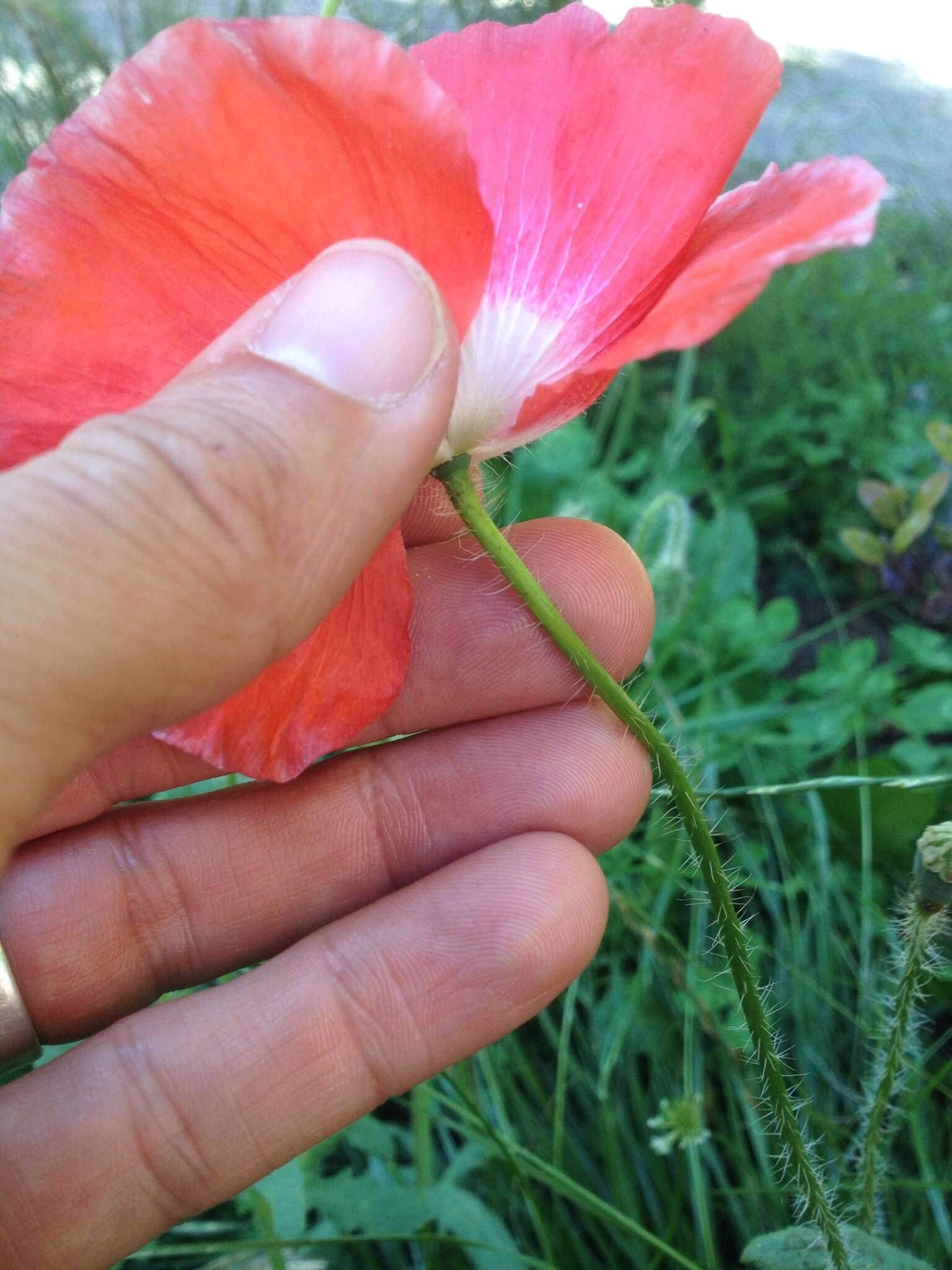 Image of corn poppy