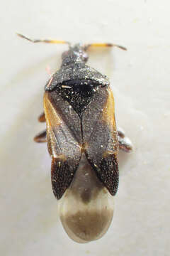 Image of Anthocoris confusus Reuter 1884