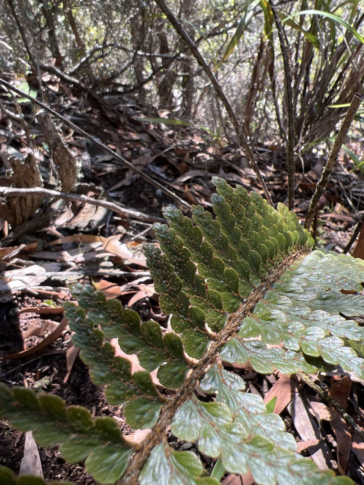 Image of Lacy Spleenwort