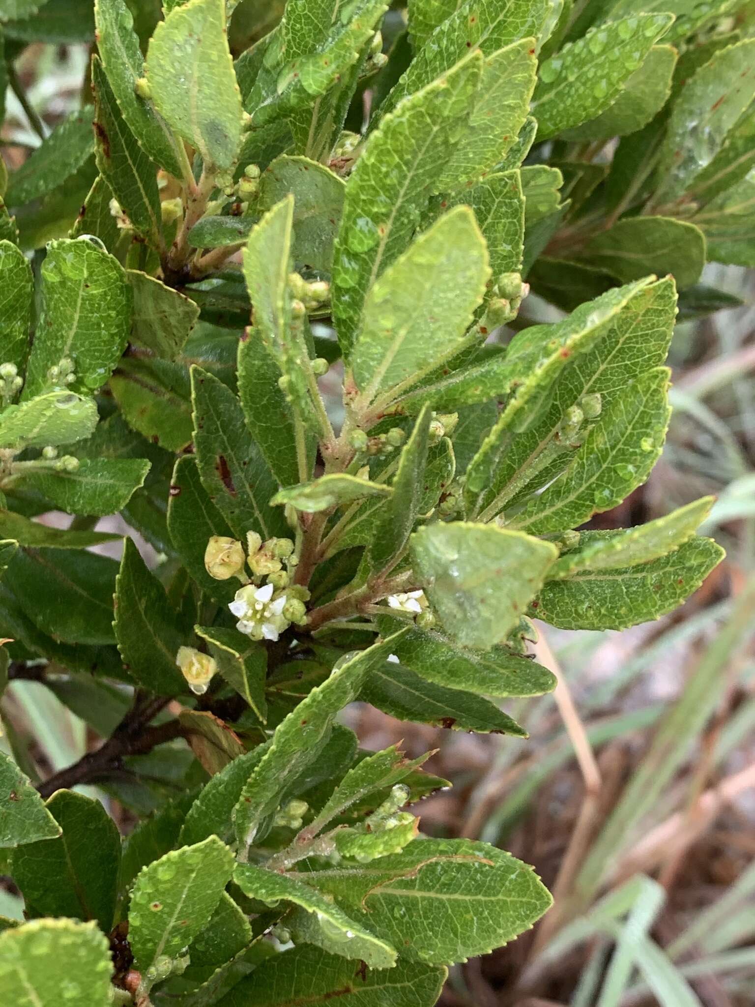 Image of Gerrardina foliosa Oliv.