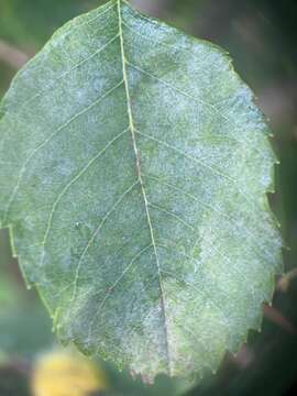 Image of Podosphaera amelanchieris Maurizio 1927