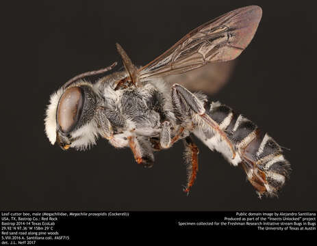 Imagem de Megachile prosopidis Cockerell 1900