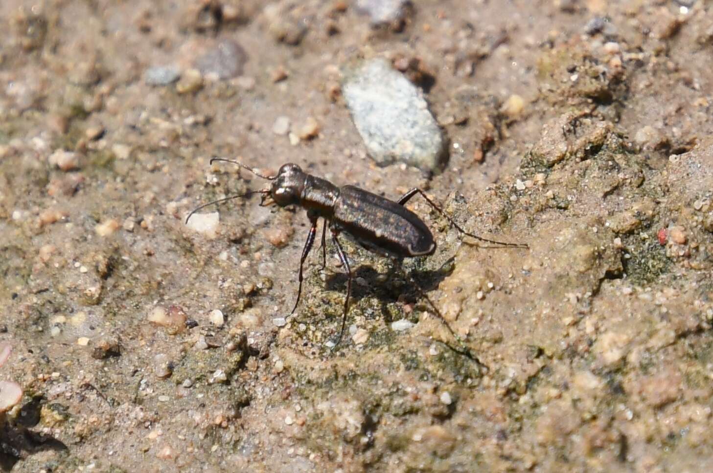 Image of Brasiella (Brasiella) viridisticta (Bates 1881)