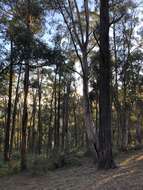 Image of mountain gray gum