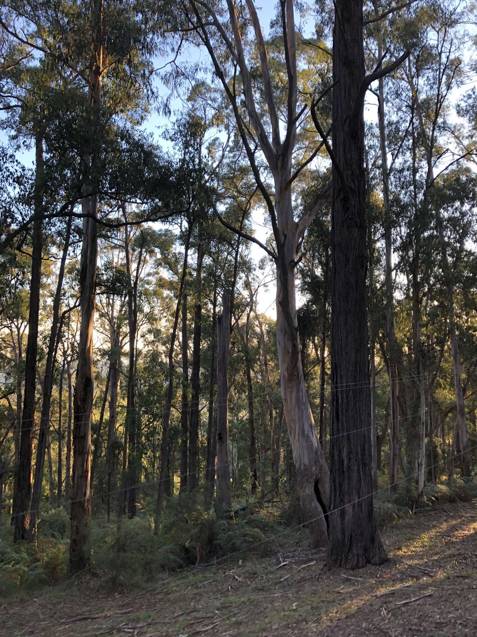 Image de Eucalyptus cypellocarpa L. A. S. Johnson