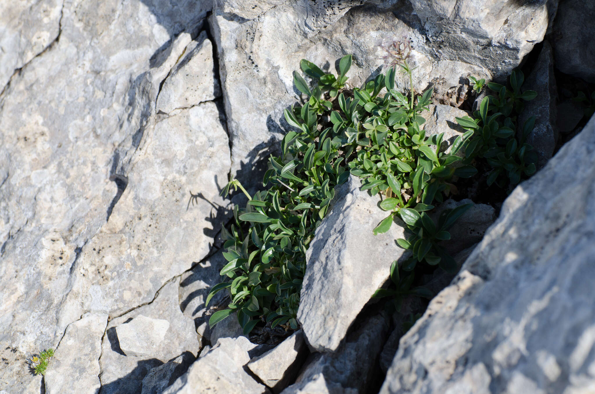 Image of Valeriana apula Pourr.