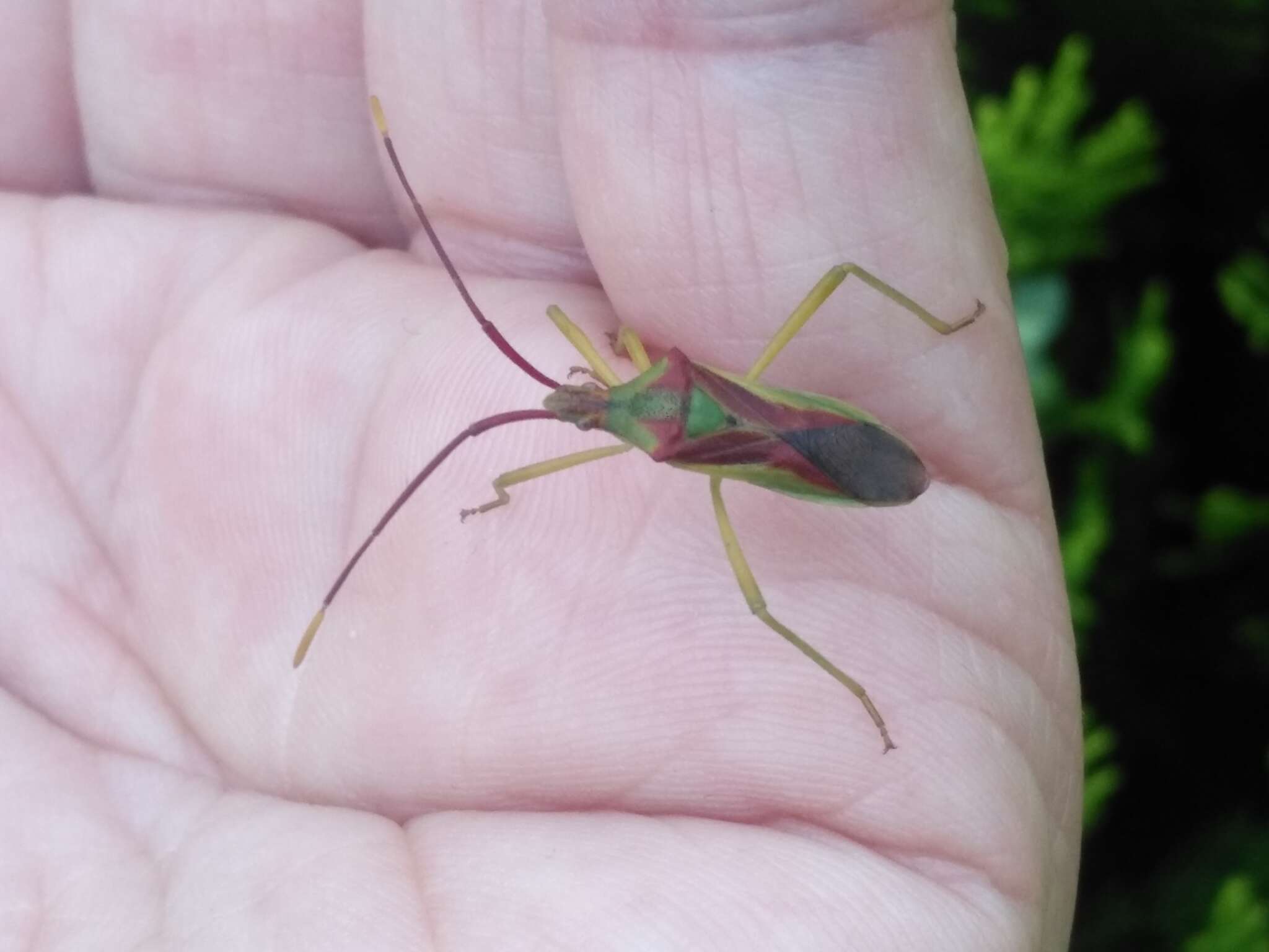 Image of Gonocerus longicornis Hsiao 1964