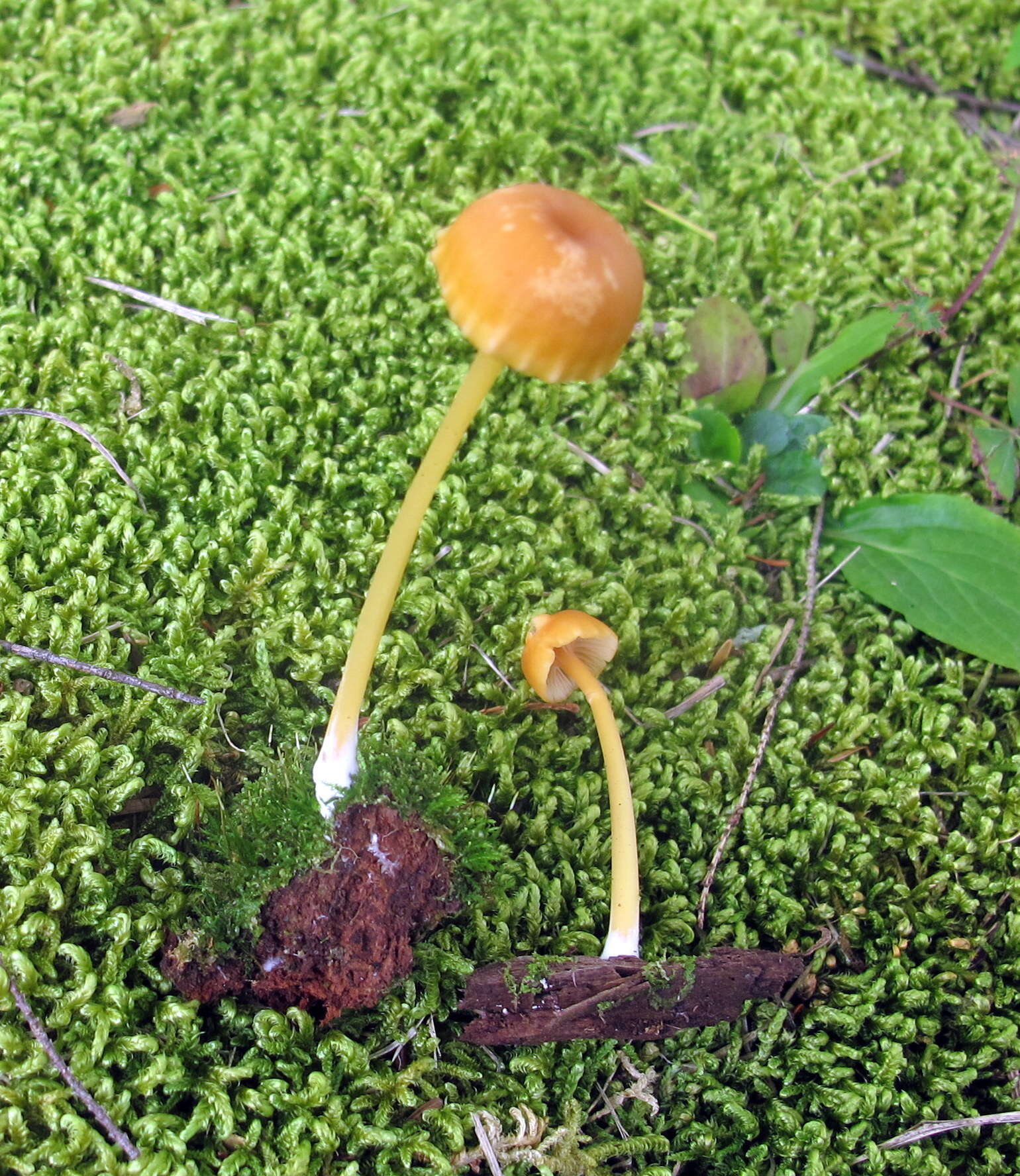 Image of Entoloma unicolor (Peck) Hesler 1967