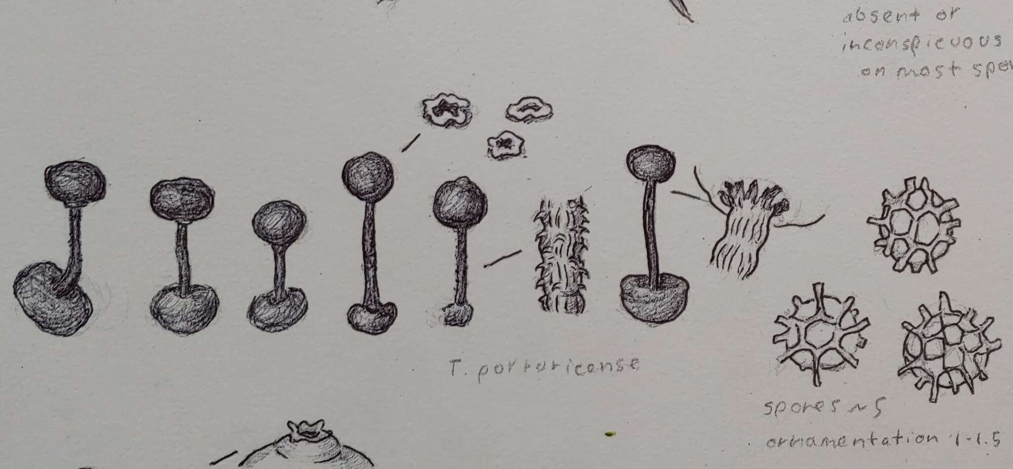 Image of Tulostoma portoricense J. E. Wright 1987