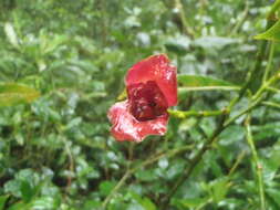 Palicourea elata (Sw.) Borhidi resmi