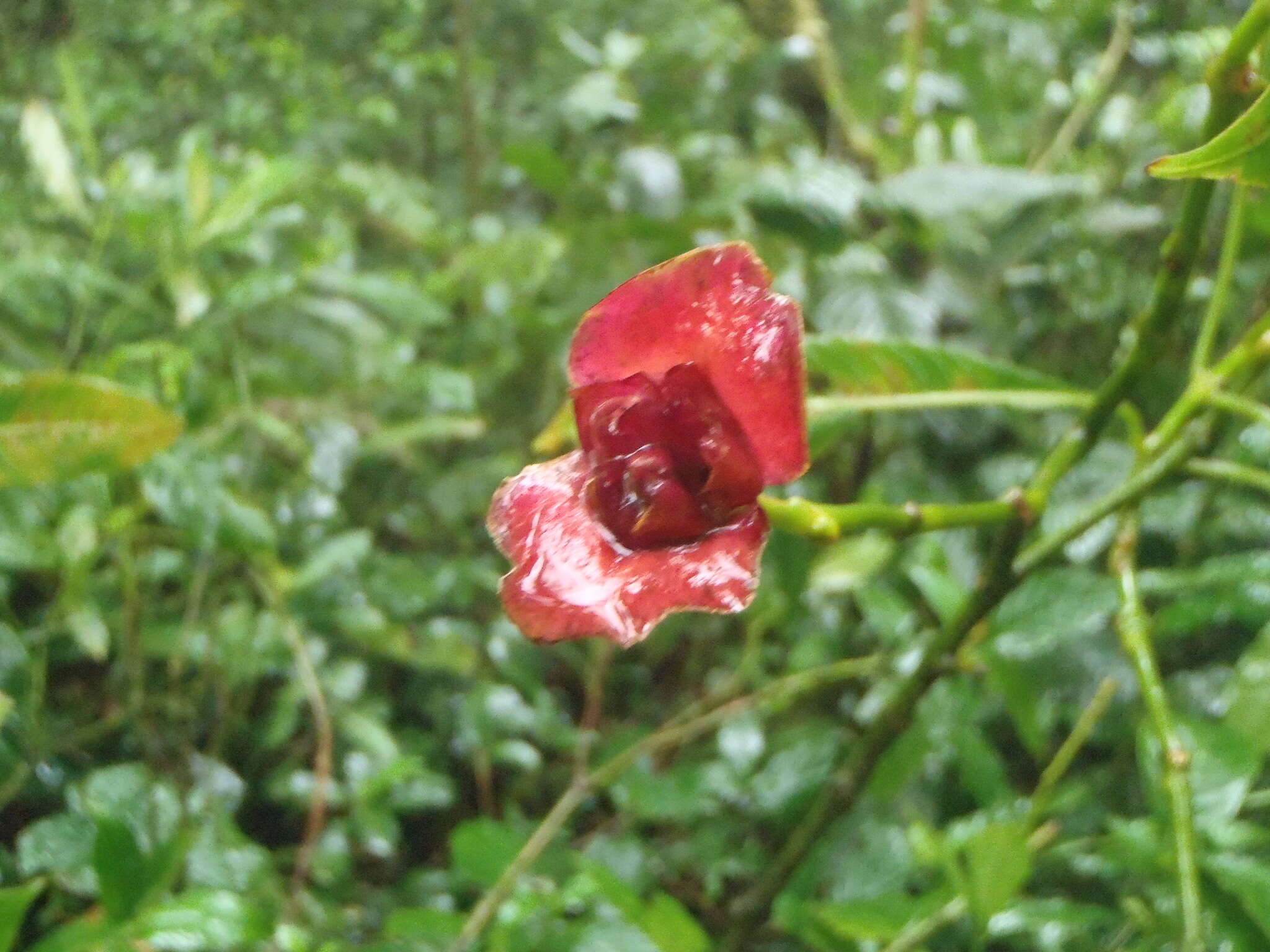 Palicourea elata (Sw.) Borhidi resmi