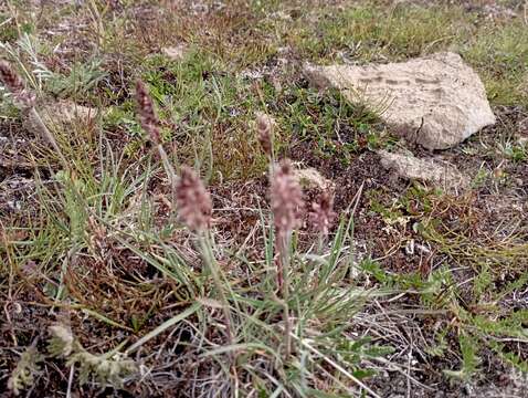 Image of Eurasian Junegrass