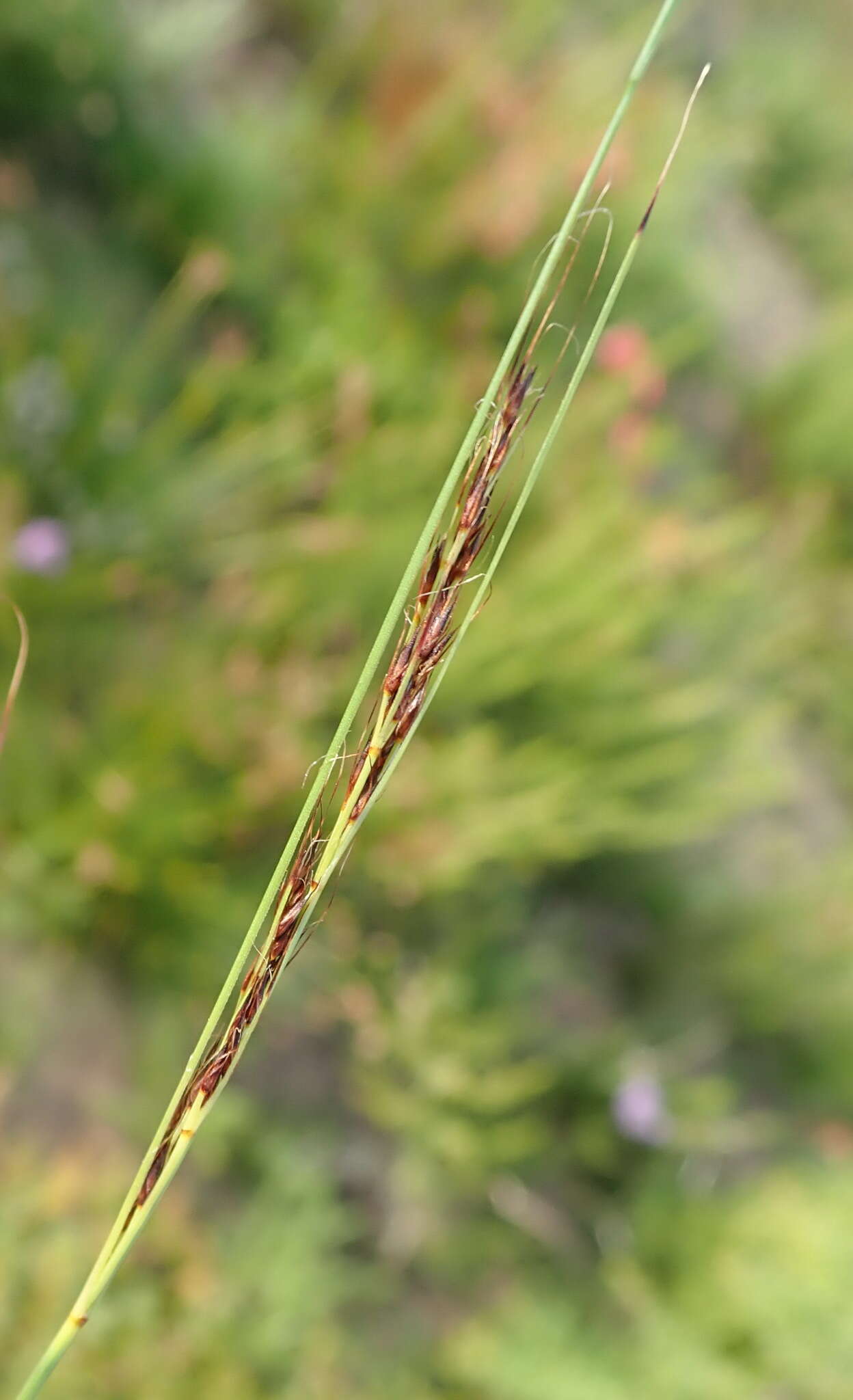 Image of Tetraria cuspidata (Rottb.) C. B. Clarke