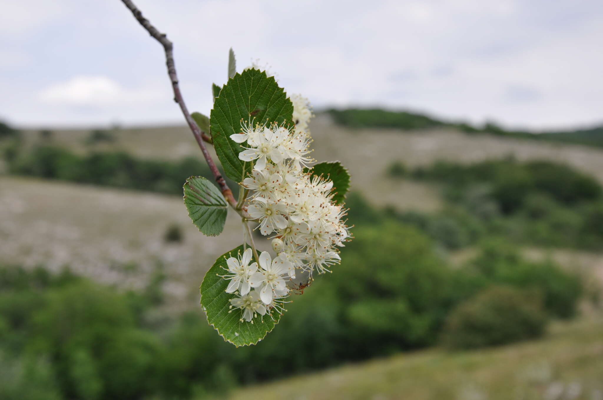 Image of Aria graeca (Spach) M. Roem.