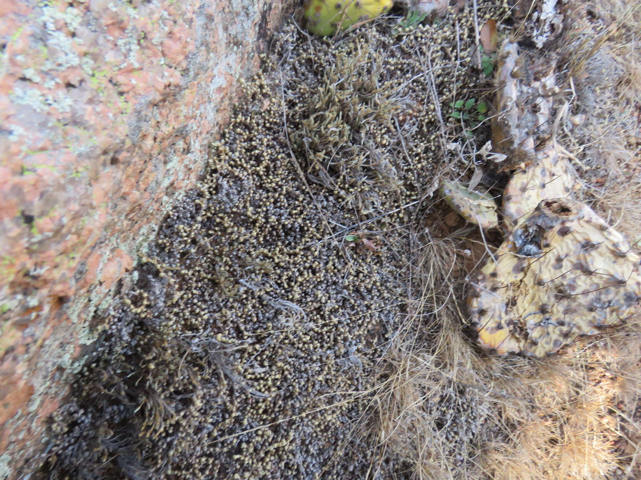 Selaginella peruviana (Milde) Hieron. resmi