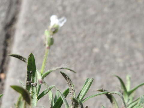 Image of field chickweed