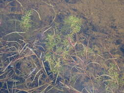 Image of Autumnal Water-starwort