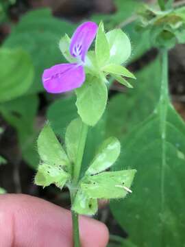 Image of Dicliptera nervata Greenm.