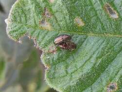 Image of Hemiglyptus basalis (Crotch 1874)