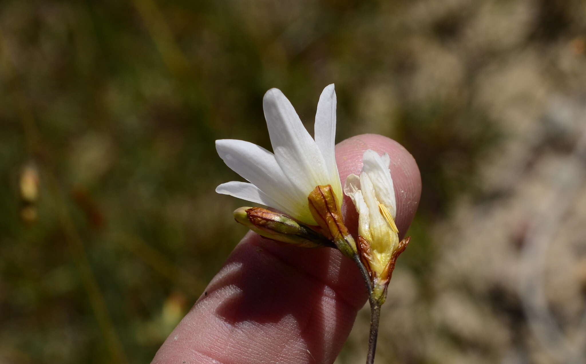 Image of Ixia brunneobractea G. J. Lewis