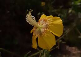 Imagem de Abutilon persicum (Burm. fil.) Merr.