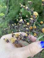 Image de Vernonia glauca (L.) Willd.