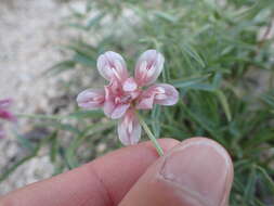 Image of Dedecker's clover