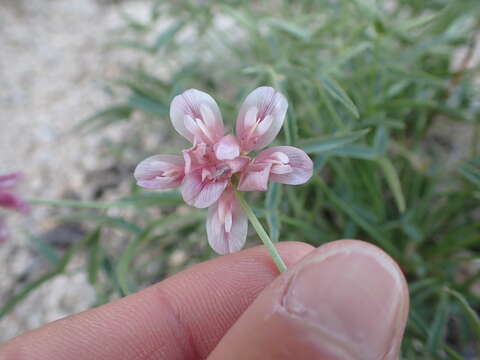 Trifolium kingii subsp. dedeckerae (J. M. Gillett) D. Heller的圖片