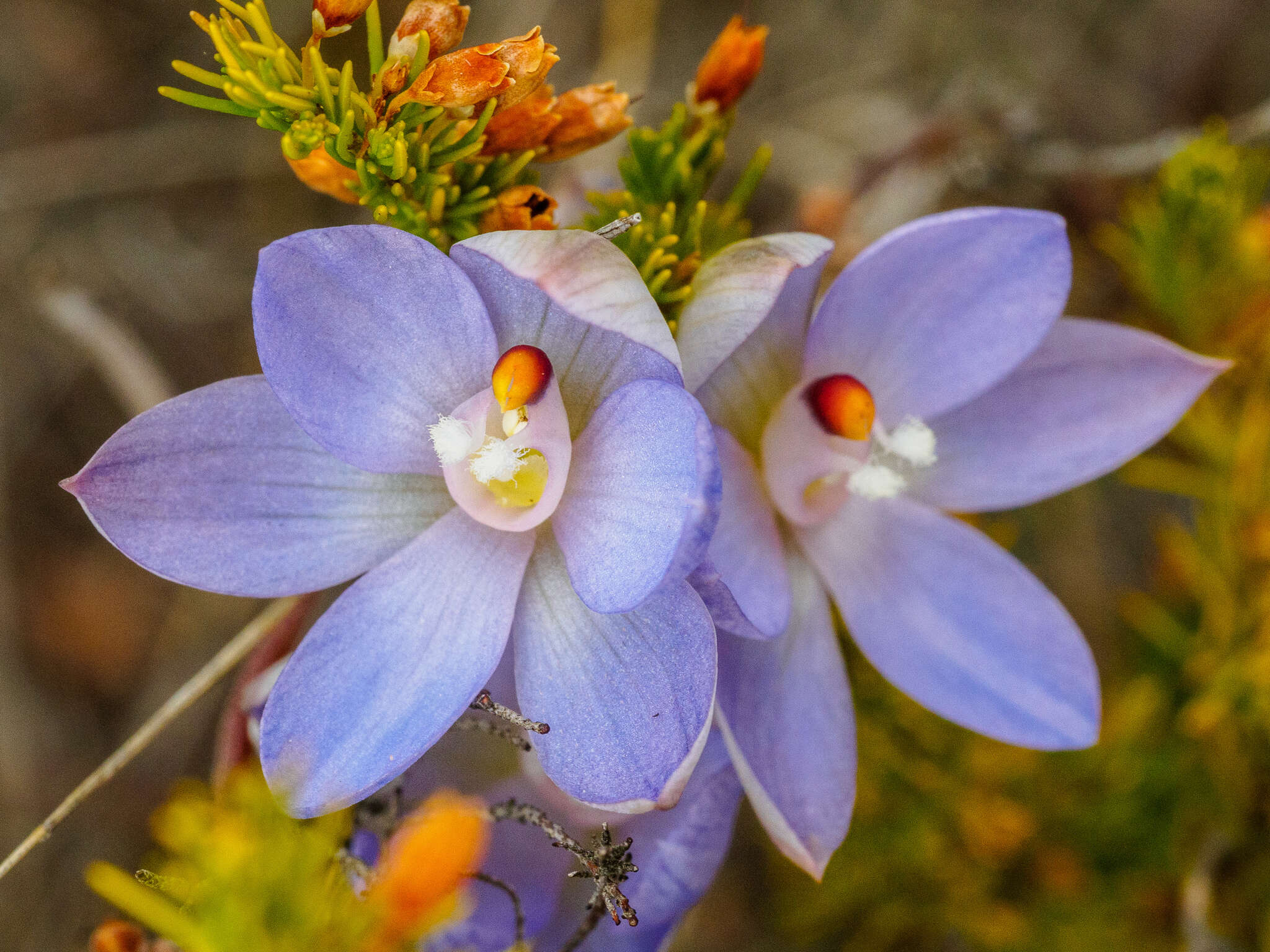 Image of Thelymitra silena D. L. Jones