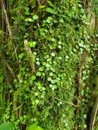 Image of Guadeloupe peperomia