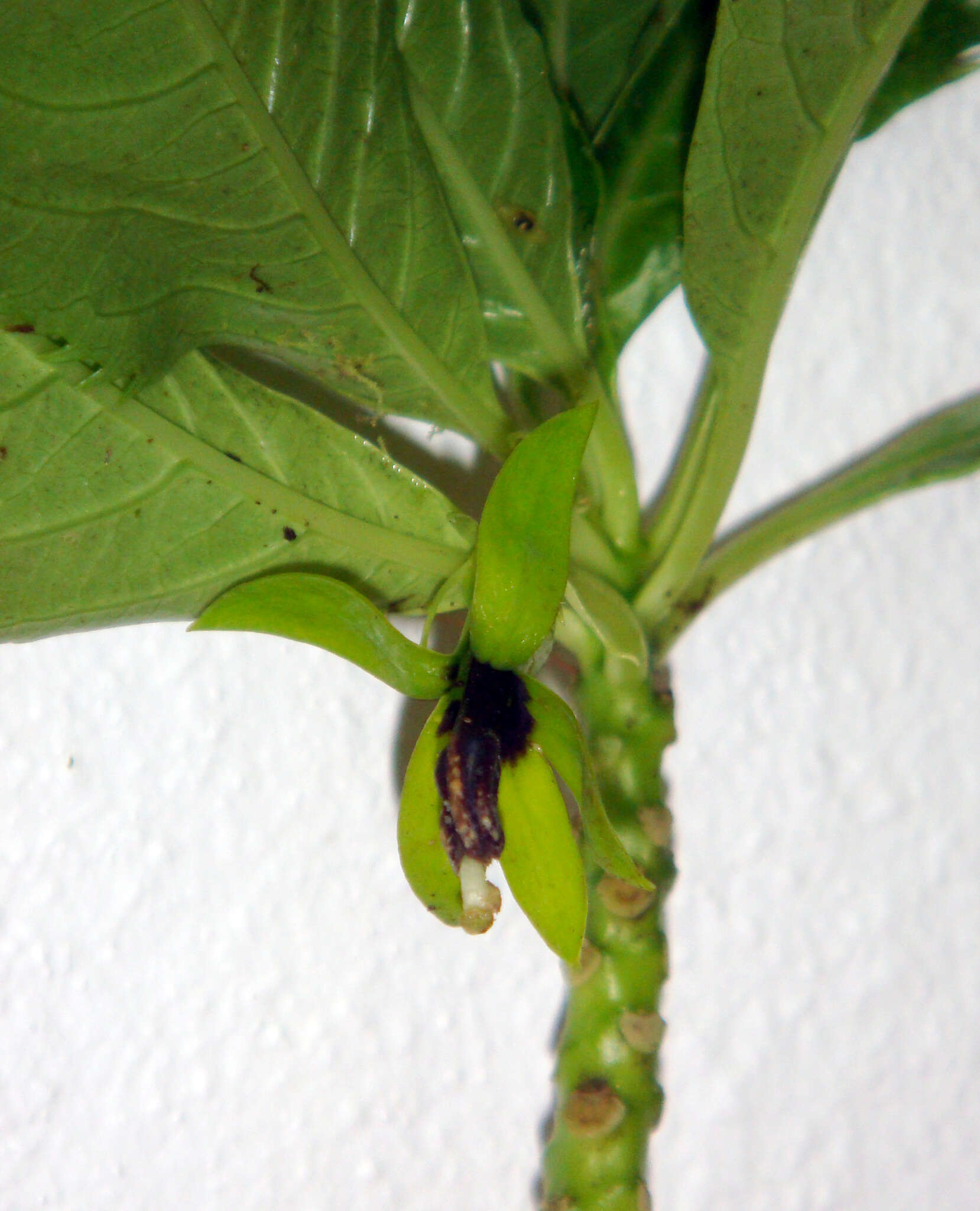 Image of Sclerotheca viridiflora Cheeseman