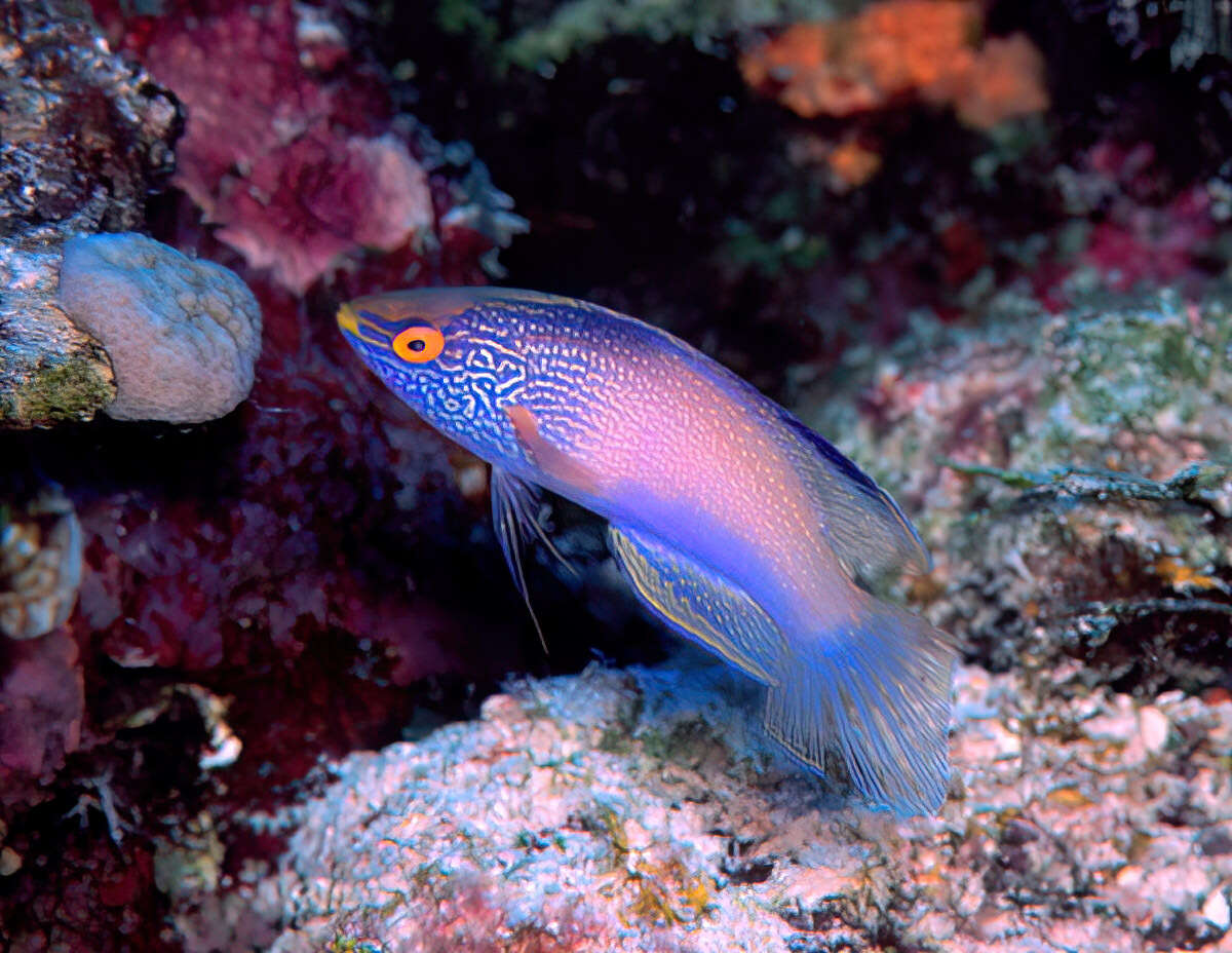 Image of Diamondtail wrasse