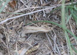 Image of Woolly Grass-veneer Moth