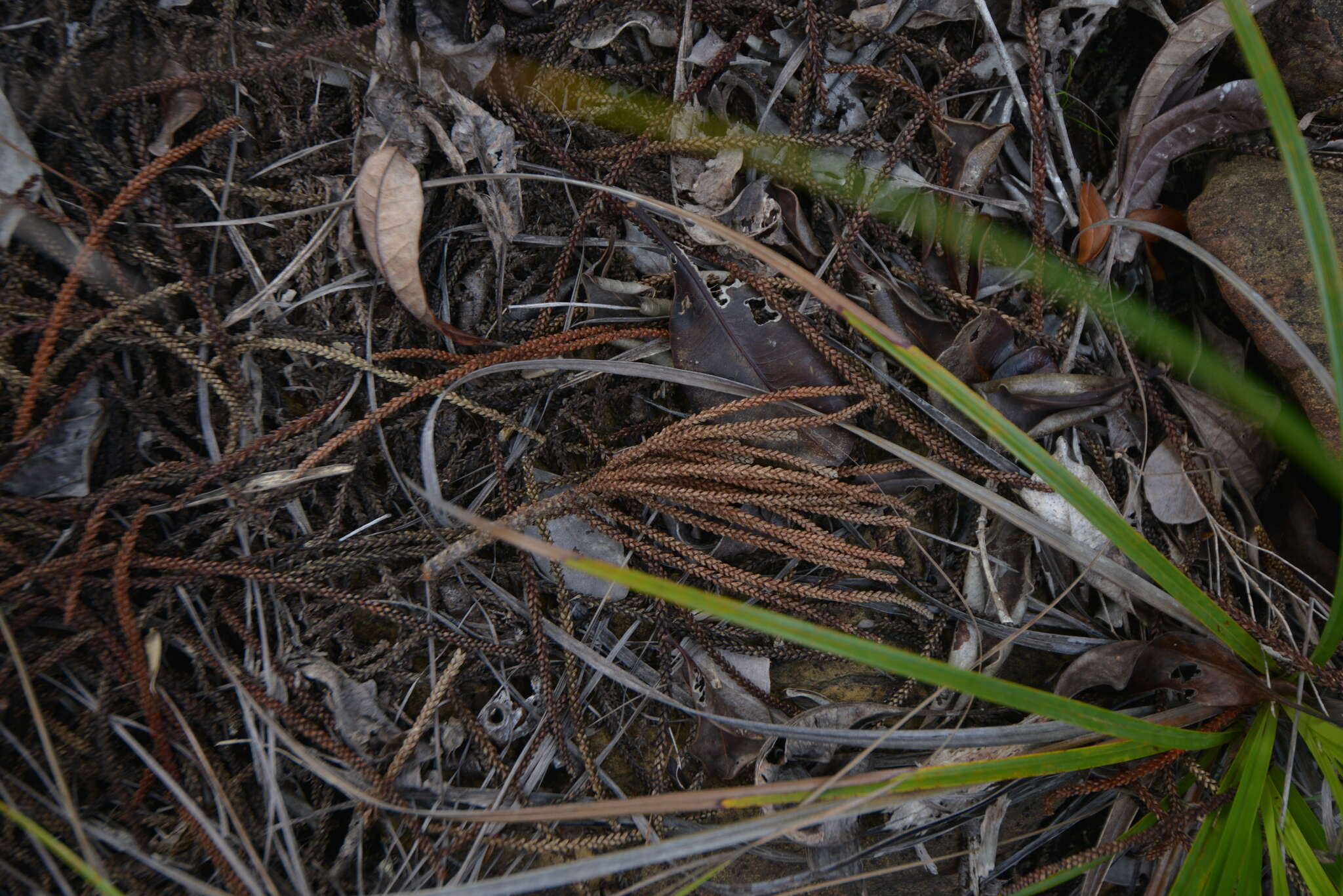 Image of cliff araucaria