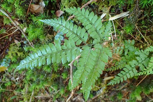 Image of Arachniodes rhomboidea (Schott) Ching