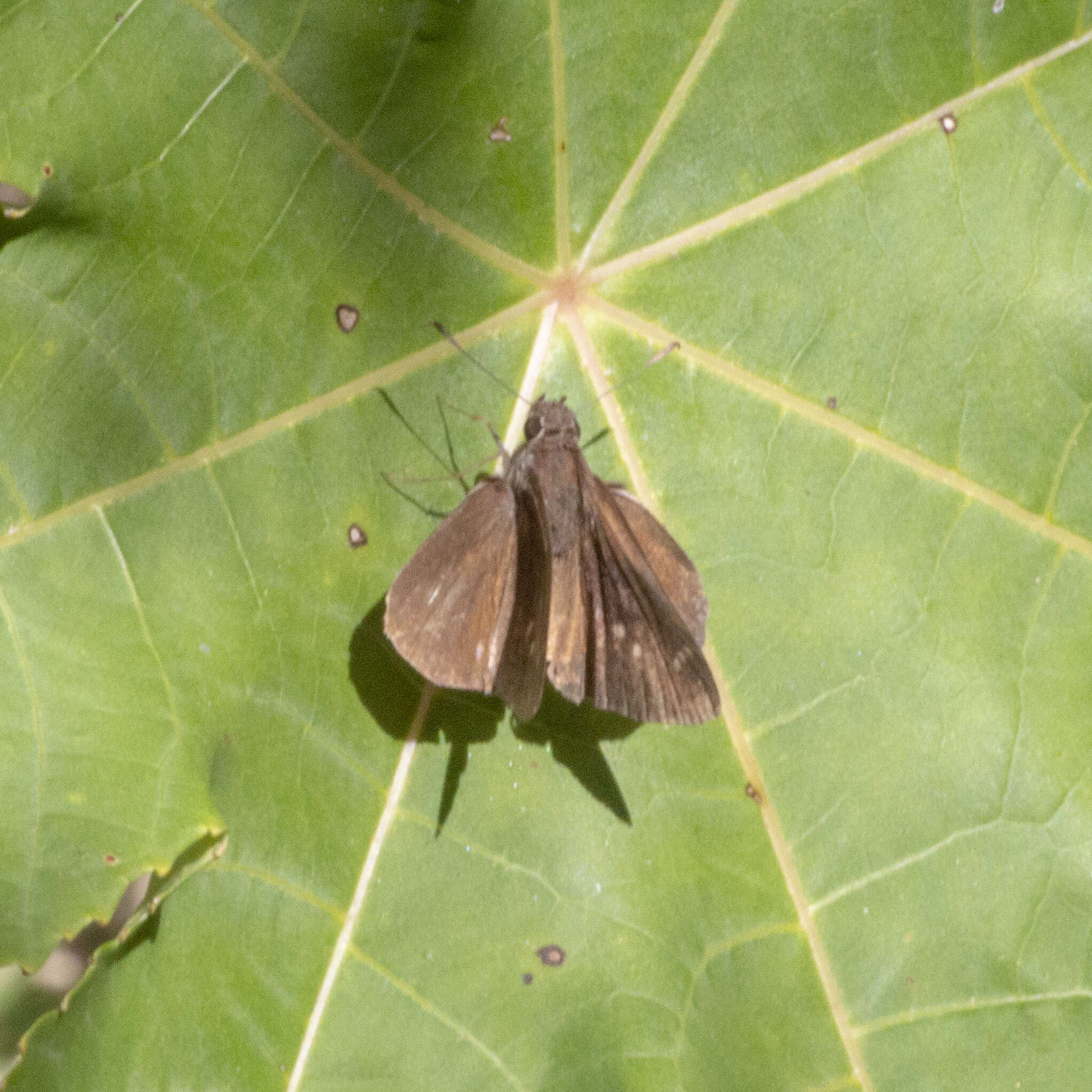 Image de Cymaenes odilia Burmeister 1878