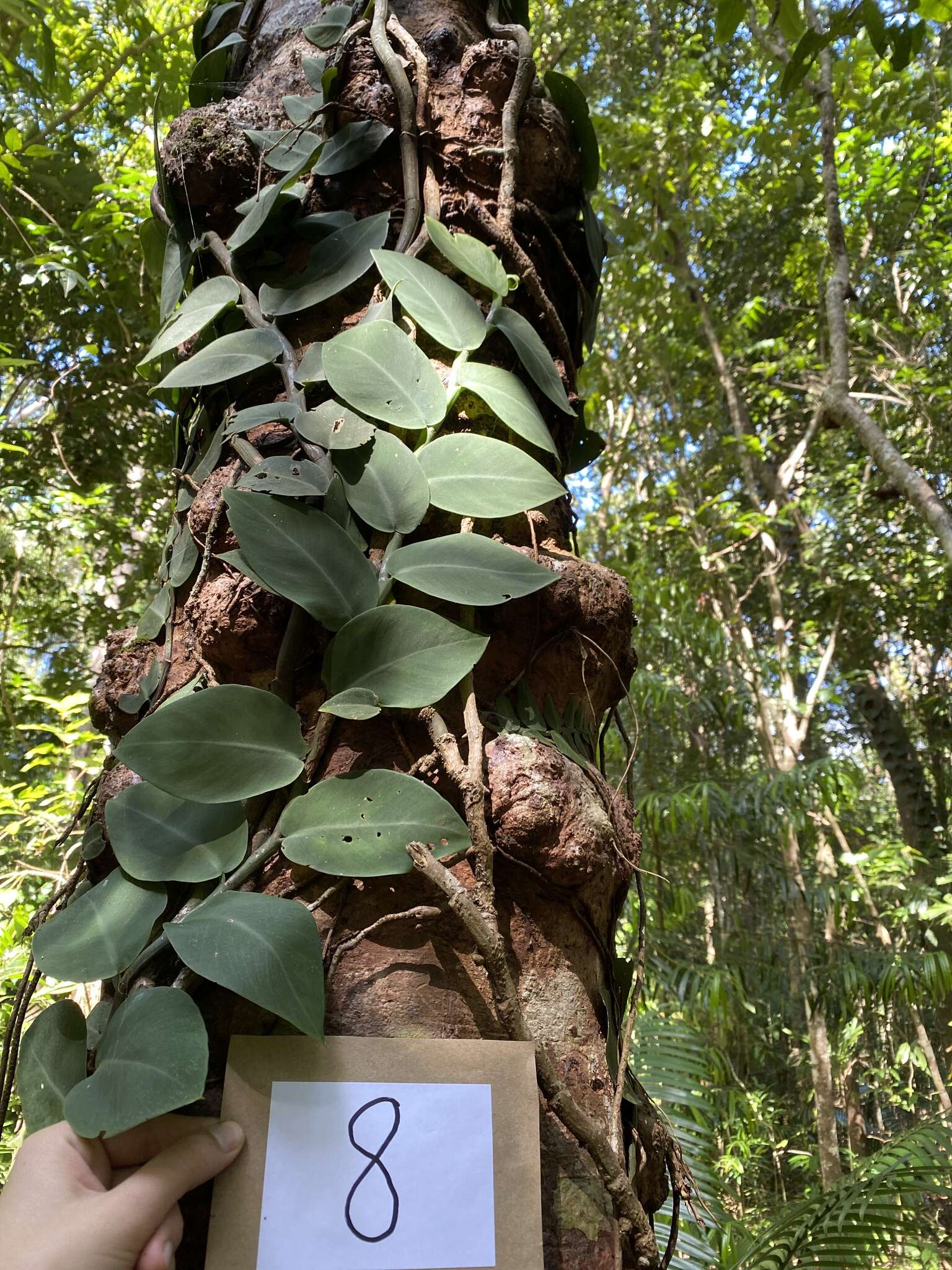 Image of Rhaphidophora hayi P. C. Boyce & Bogner