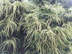 Image of Japanese chestnut