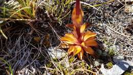 Image of Gentianella corymbifera subsp. corymbifera