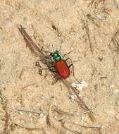 Image of Cicindela (Cicindela) scutellaris scutellaris Say 1823