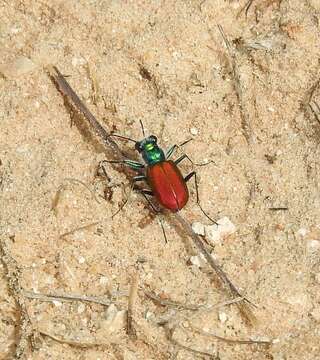 Image of Cicindela (Cicindela) scutellaris scutellaris Say 1823