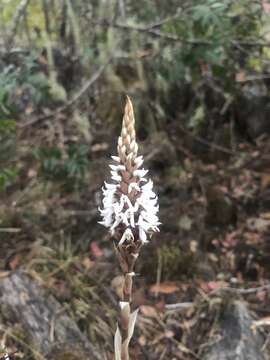 Слика од Aulosepalum ramentaceum (Lindl.) Garay