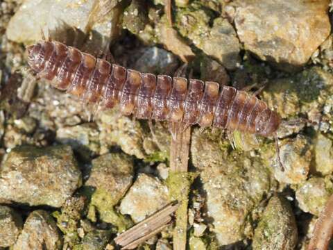 Image of Polydesmus complanatus illyricus Verhoeff 1898