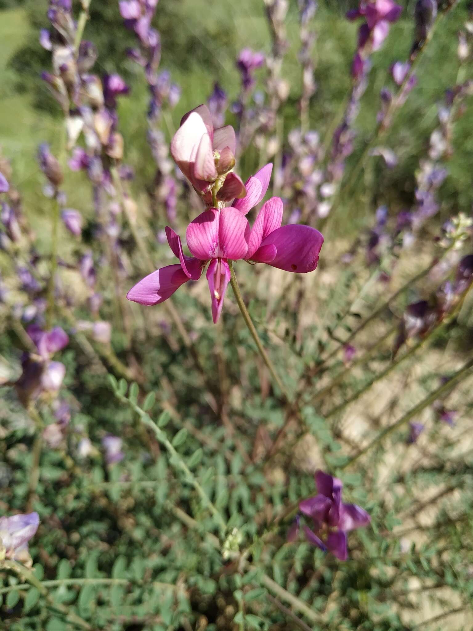 Plancia ëd Hedysarum boveanum subsp. europaeum Guitt. & Kerguelen