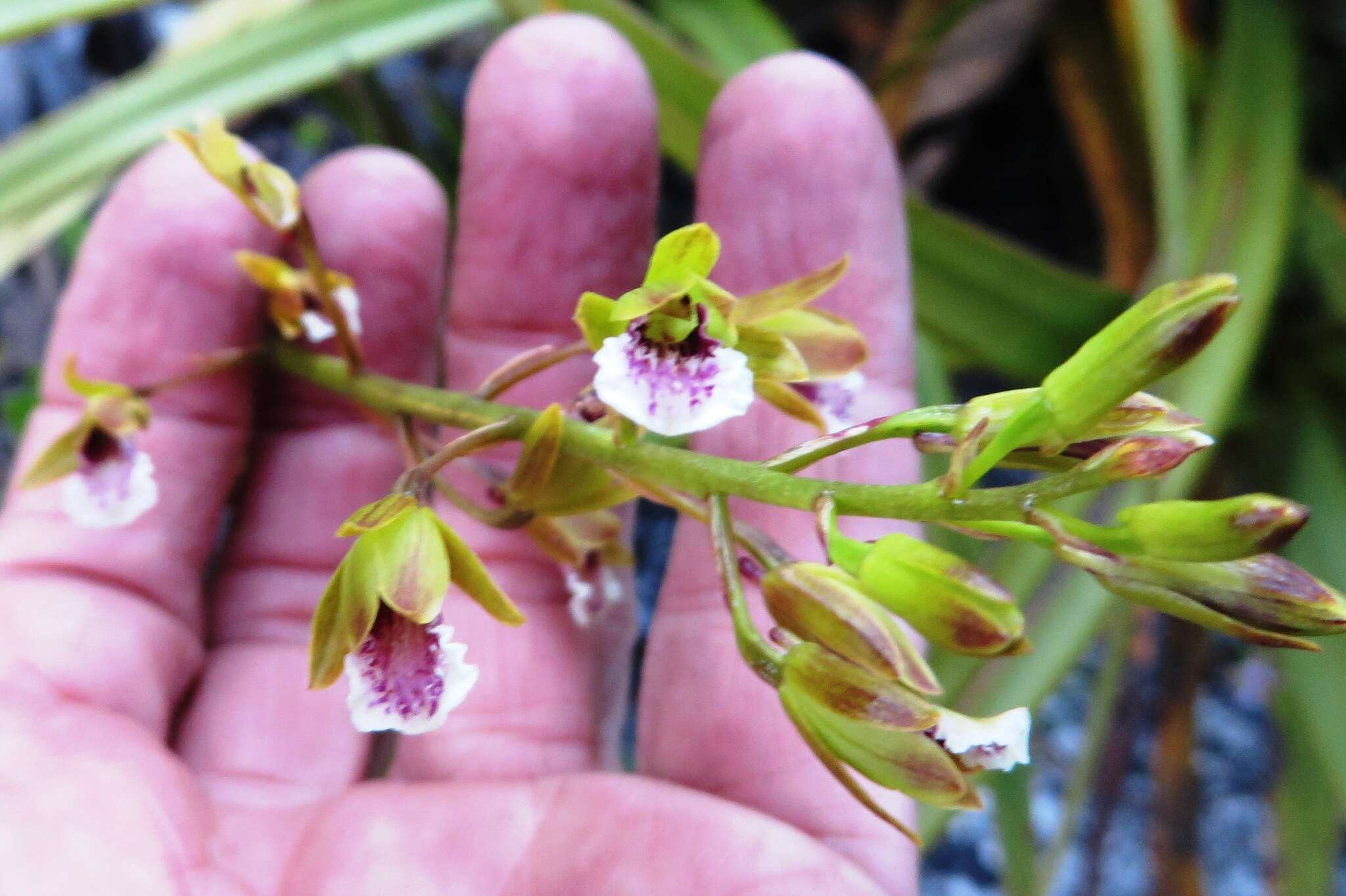 Image of Acrolophia capensis (P. J. Bergius) Fourc.